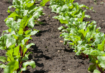 Young beetroots on field at sunny day