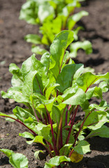 Young beetroots on field at sunny day