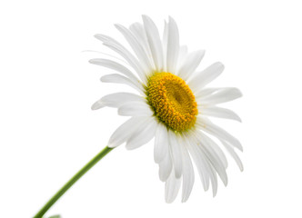 Chamomile with pollen on the petals on white background.