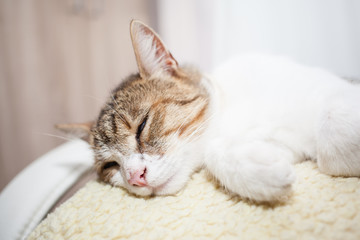 Obraz premium nice cat relaxing