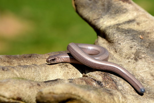slow worm on the work glove