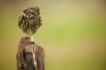 Naklejka premium Little owl on an old fence post