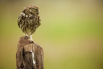 Photo sur Plexiglas Hibou Little owl on an old fence post