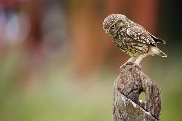 Little owl on an old fence post