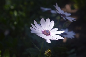 yalnız &ccedil;i&ccedil;ek