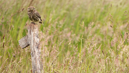 Little owl on an old post in a field