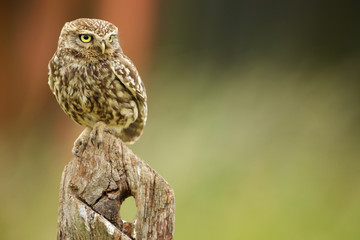Little owl on an old post