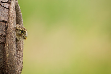Little owl coming out of a hole in the tree
