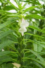 Sesame plant