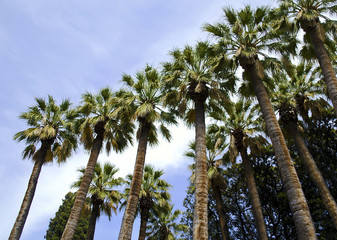 Obraz na płótnie Canvas palm trees