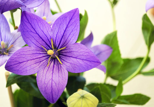 Fototapeta purple flower