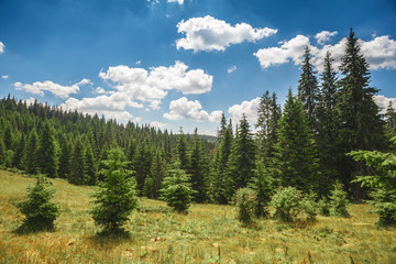 high spruce against the blue sky in mountains