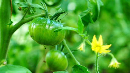 Blossoming tomatoes in hothouse