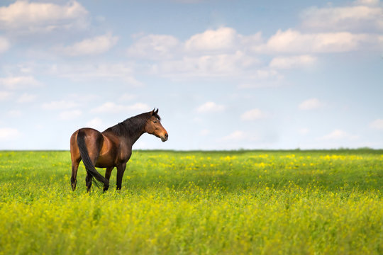 Bay mare on green pasture against beautiful sky