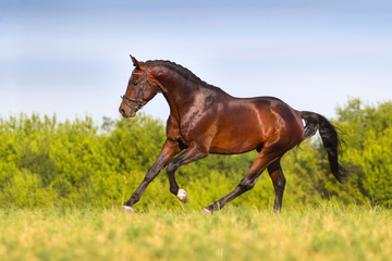 Bay stallion run gallop in spring field
