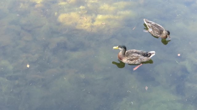 Zickiges Entenweibchen