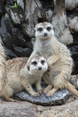 Meerkat Portrait