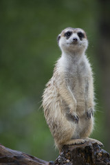 Meerkat Portrait