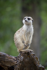 Meerkat Portrait