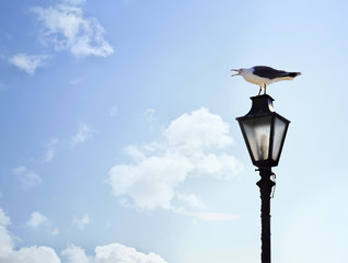 seagull screaming on the lamp