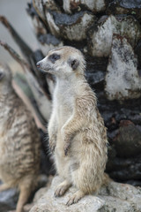 Fototapeta premium Meerkat Portrait