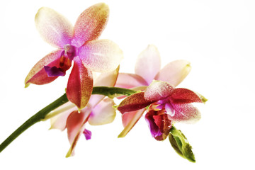 Fototapeta premium Violette, rot, weisse Orchidee (Orchidaceae)