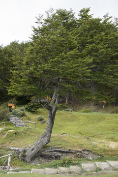 Hêtre de Magellan, Nothofagus betuloides, Terre de Feu, Patagonie, Argentine
