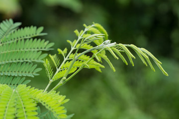 green leaves of the horse tamarind plant, the lead tree, genus Leucaena Acacia,White popinac (Leucaena)