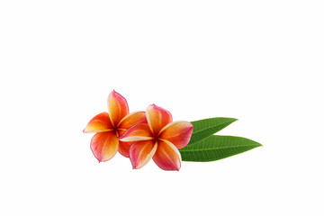 frangipani flower isolated on white