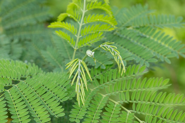 green leaves of the horse tamarind plant, the lead tree, genus Leucaena Acacia,White popinac (Leucaena)