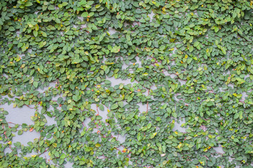 Green creeper on cement wall