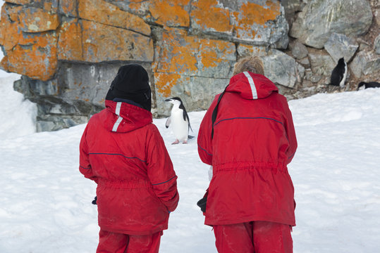 Two people looking at a Chinstrap Penguin on Halfmoon Island.