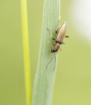Chrysanthia geniculata