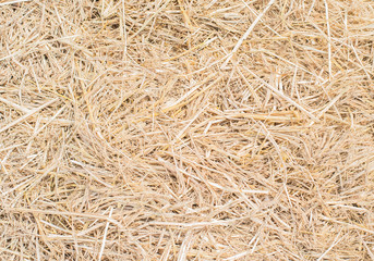 Dry straw Background or Texture