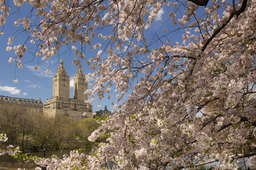 Cherry blossoms in spring in Central Park, Manhattan, with the twin towers of the El Dorado, 300 Central Park West, in the background.