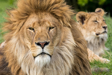 Fototapeta na wymiar Father and Son, Lion and male lion cub