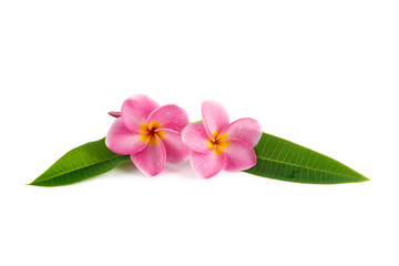 frangipani flowers (plumeria) isolated on white background