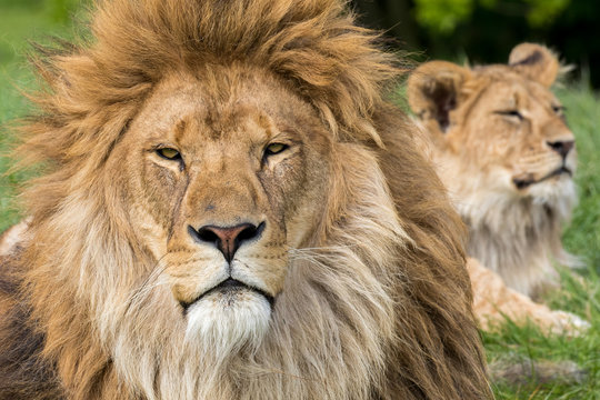 Father And Son, Lion And Male Lion Cub