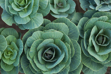 Obraz premium Green plants in the garden