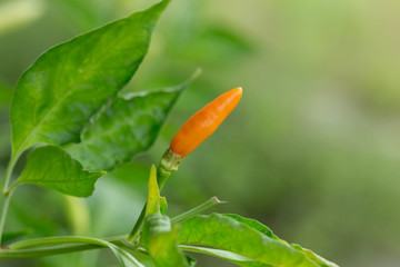 fresh chili peppers on tree