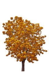 Naklejka na ściany i meble golden autumn tree isolated on white background