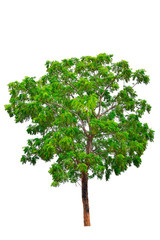 Trees isolated on white