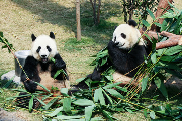 Obraz premium Two pandas eating bamboo