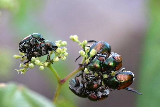 Japanese beetle