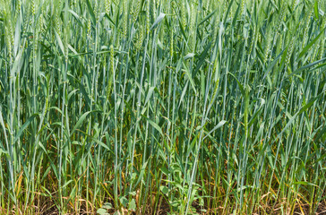 Natural background - unripe crops close-up