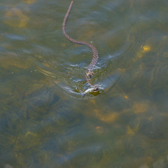 Obraz na płótnie Canvas Dice snake (Natrix tessellata) doing an aquatic procedure while hunting on a fish