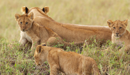Group of cute wild lion cubs with their mother