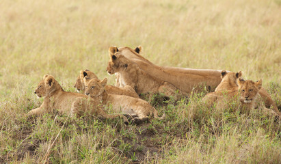 Group of wild lion cubs with their mother