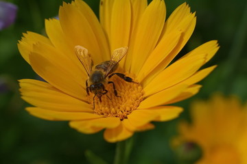 bee on  yellow calendula