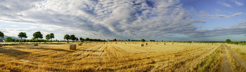 Beautiful yellow field with haystacks at sunset